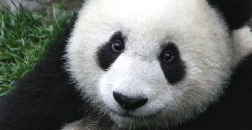 Panda looking very cute