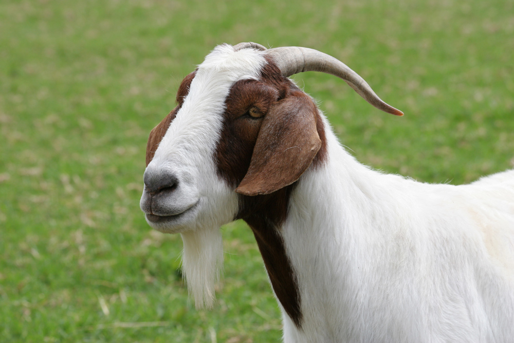 Brown and white Boer Goat on a farm
