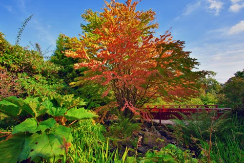 Autumn tree in Royal Botanic Garden in Edinburgh