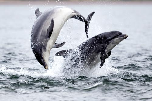 Bottlenose Dolphins off the coast of Scotland