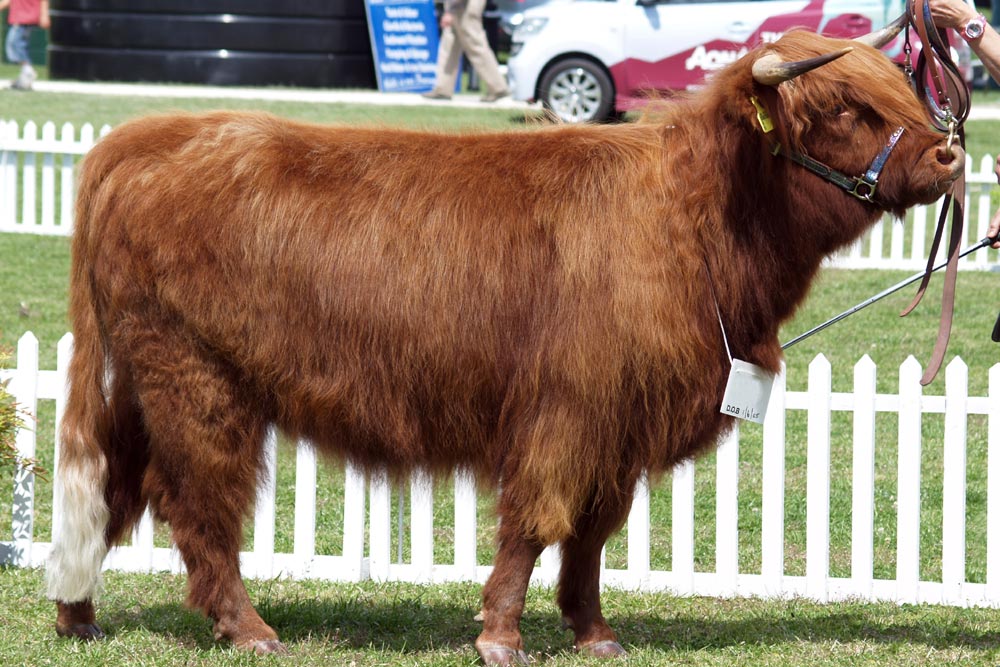 Highland Cow at the Royal Highland Show in Edinburgh