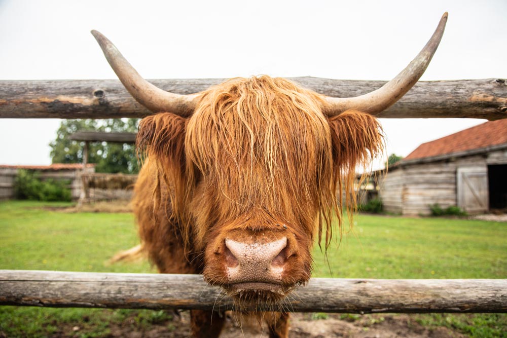 Highland Cow sticking its head through a farm fence