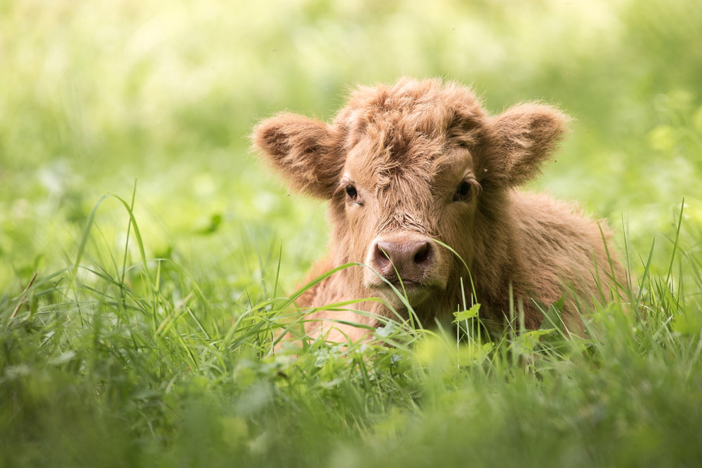 Baby Highland cow lying in the grass