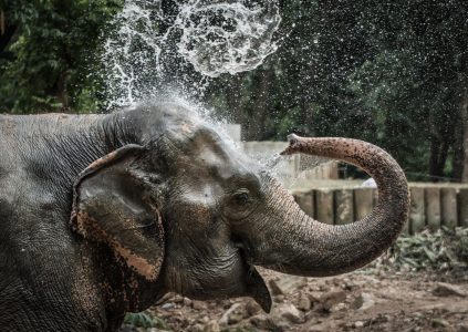 An elephant spraying its head with water from its trunk