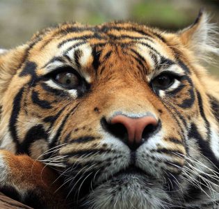 A Bengal Tiger at Edinburgh Zoo