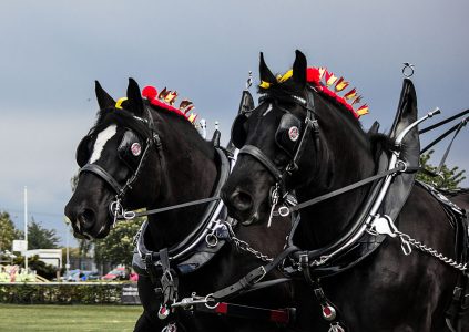 Two black carriage horses at a show