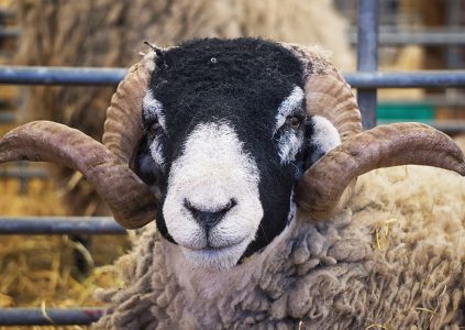 A curly horned sheep at an agricultural show