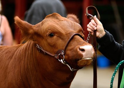 A cow at an agricultural show