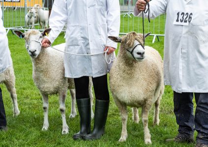 Sheep at an agricultural show