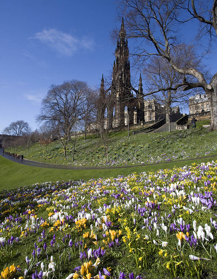 Crocuses in Princes Street gardens with the Scotts monument in the background