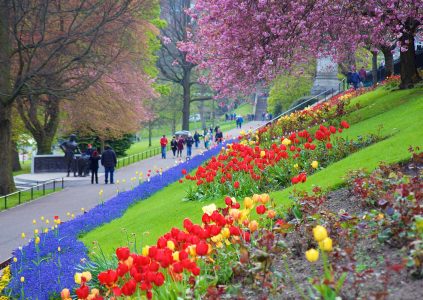 Princes Street Gardens with spring flowers in bloom and cherry blossom trees