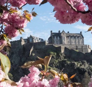 Blooming cherry blossom trees framing a picture Edinburgh Castle in spring