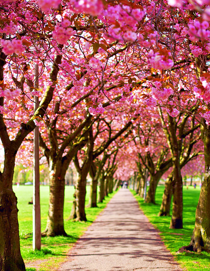 Cherry Blossom trees in bloom arching over a path in The Meadows in Edinburgh in spring