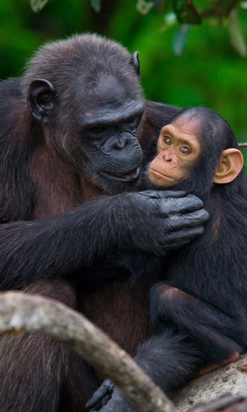 An adult and baby chimpanzee