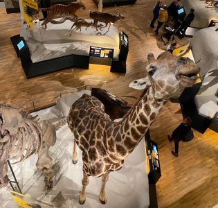 A display of animals at the National Museum of Scotland