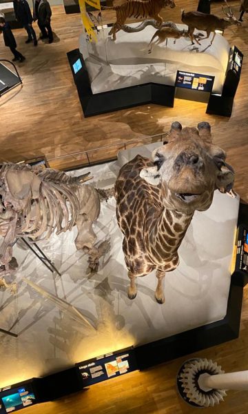 An animal display with a giraffe at the National Museum of Scotland