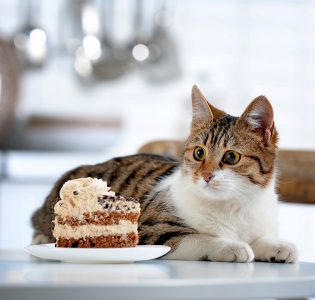 A cat on a table with a slice of cake