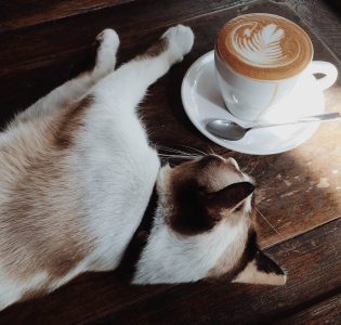 A cat lying next to a cup of coffee