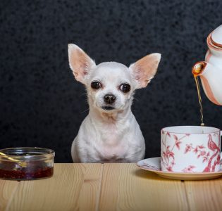 A Chihuahua having a tea party