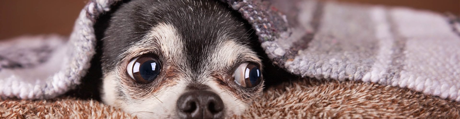 A cute Chihuahua under a blanket