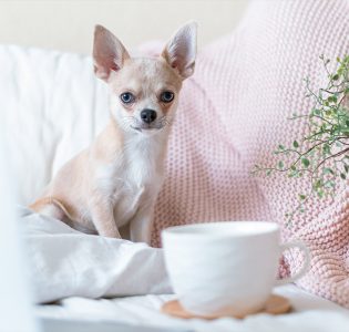 A Chihuahua on a sofa with a cup on the table in front of it