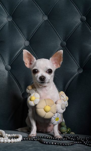 A Chihuahua on a velvet chair with a flower necklace on and beads in front of it