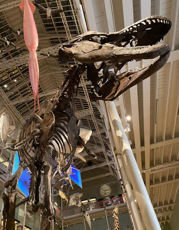 A dinosaur skeleton fo a Tyrannosaurus Rex at the National Museum of Scotland in Edinburgh