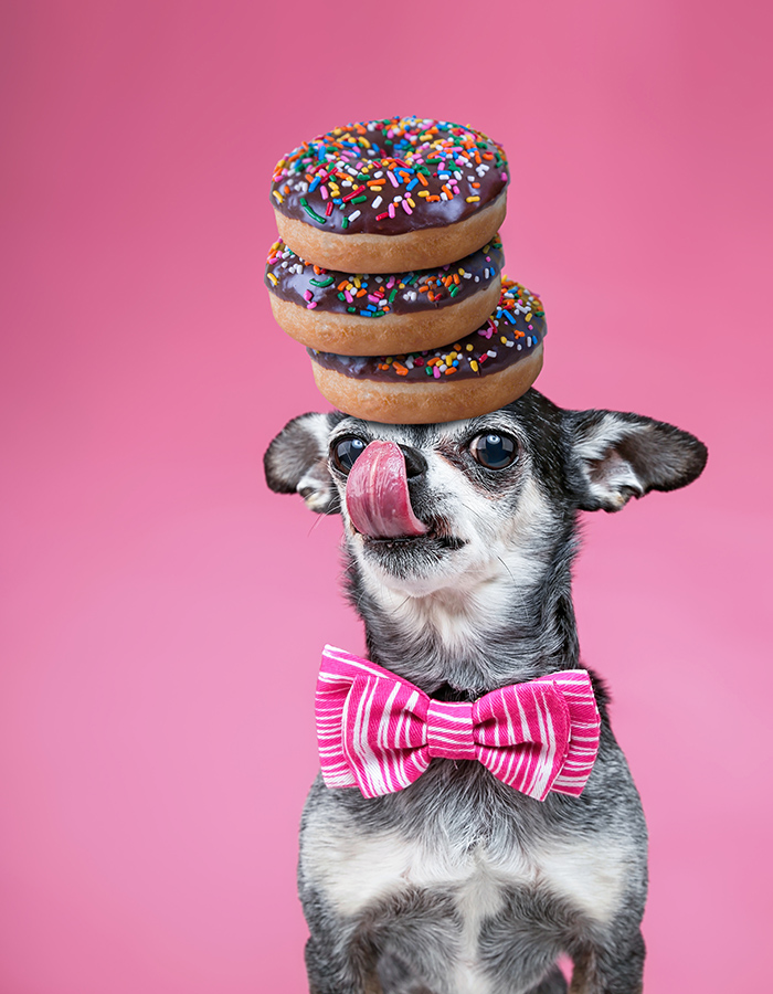 A Chihuahua with three doughnuts balanced on its head