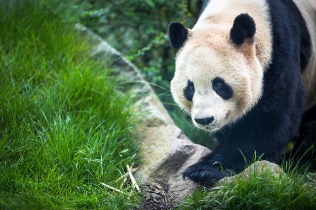 A Panda at Edinburgh Zoo