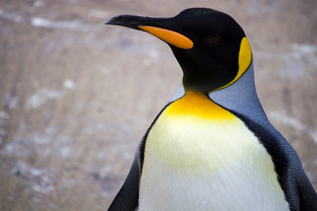 Emperor Penguin at Edinburgh Zoo
