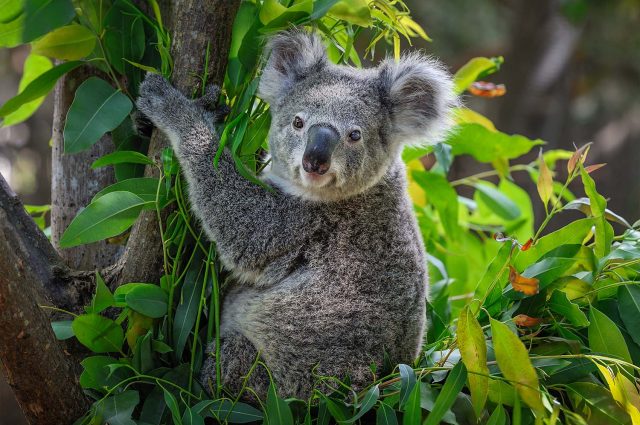 A Koala Bear in a tree