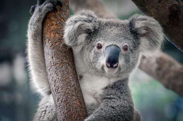 A Koala Bear on a branch