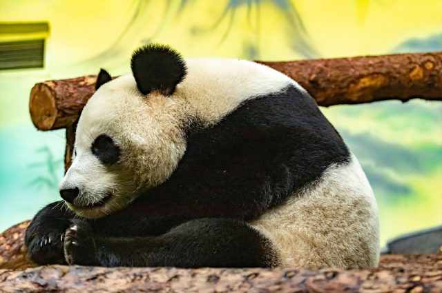 A panda resting at Edinburgh Zoo