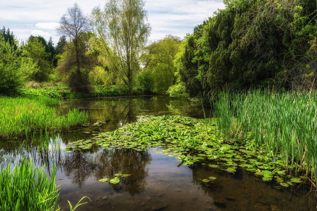 A pond surrounded by lush greenery at the Royal Botanical Gardens in Edinburgh