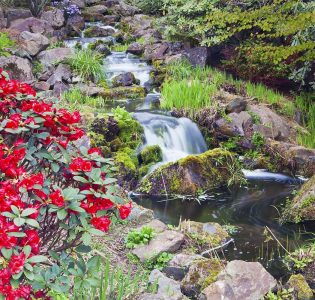 Rhododendron flowers by a stream and waterfall in the Chinese garden at the Royal Botanical Gardens in Edinburgh