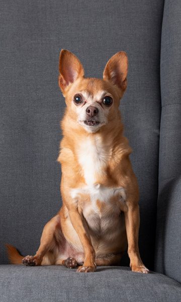 A Chihuahua sitting on a chair