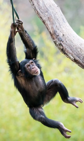 A Chimpanzee swinging on a rope