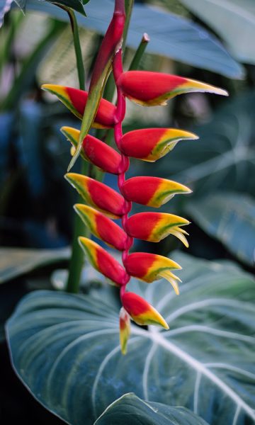 A tropical flower at the Royal Botanical Gardens in Edinburgh