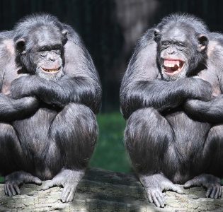 Two Chimpanzees sitting together laughing