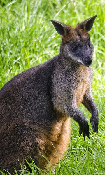 A Wallaby in the grass