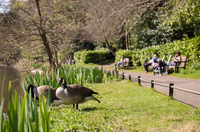 Ducks and seating by Blackford Pond in Edinburgh