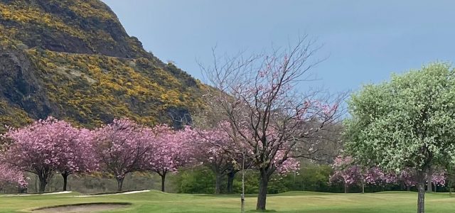 View of Arthur's Seat and blossom trees from Prestonfield Golf Club