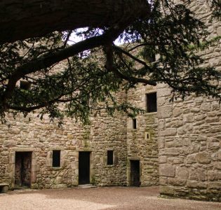 Large yew tree in Craigmillar Castle courtyard