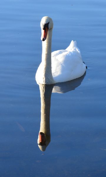 A swan on Duddingston Loch in Holyrood Park
