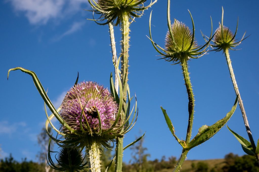 Thistle with bee at Duddingston Loch in summer
