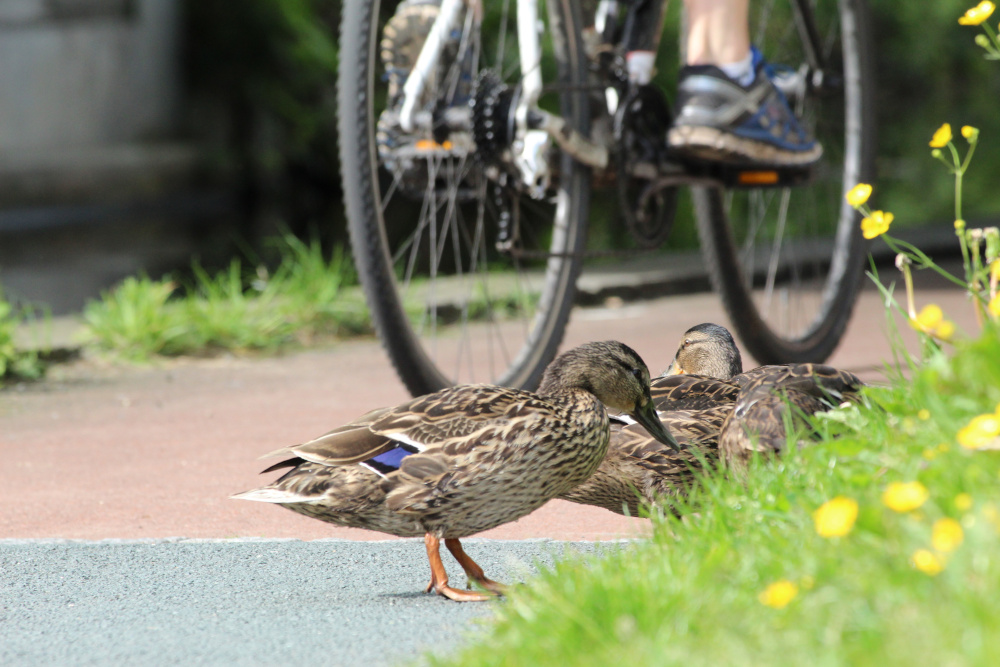 Cycling past ducks on the Union Canal towpath