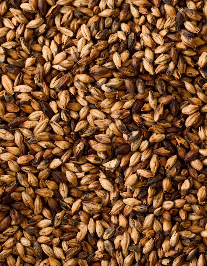 Malt grains used to make beer