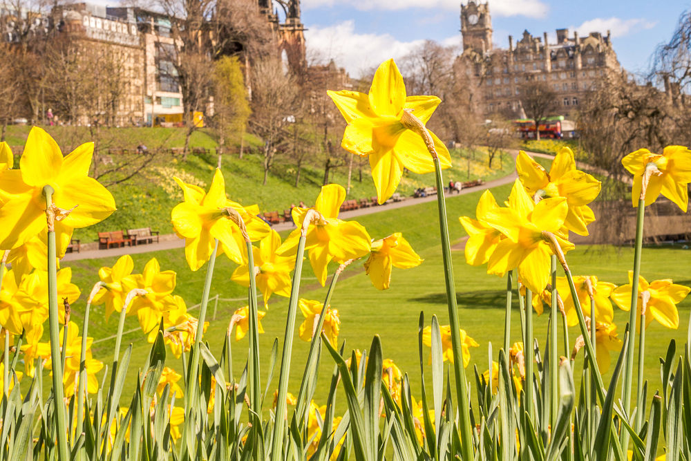 Daffodills in Princes Street Gardens, Edinburgh