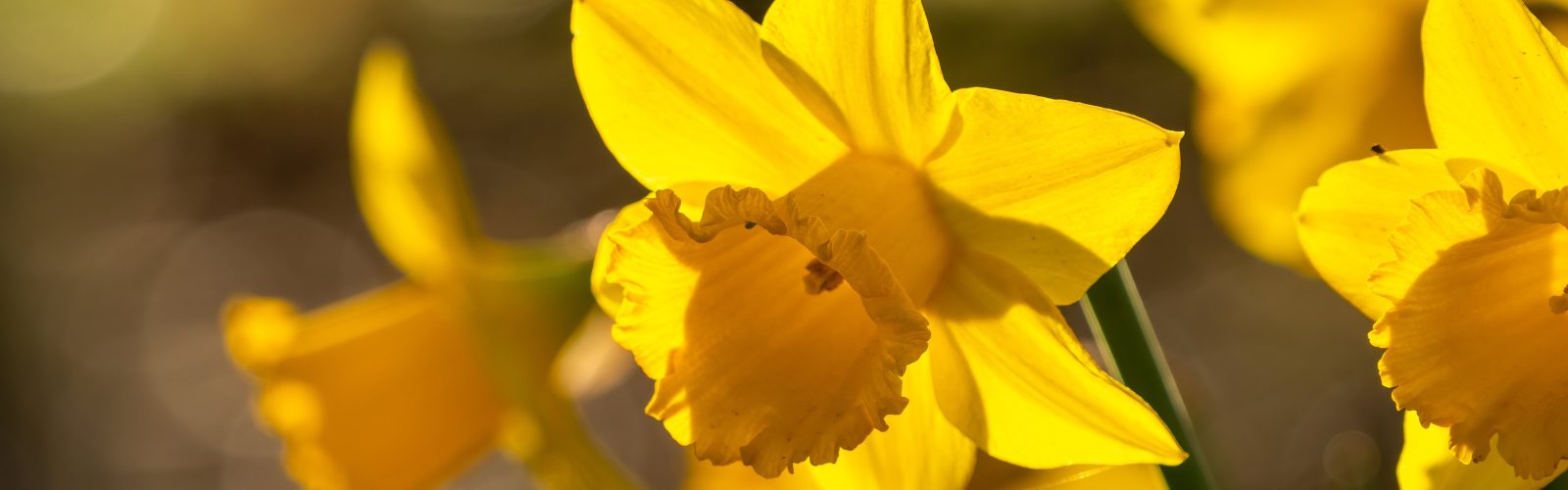 Bright yellow daffodils growing in spring