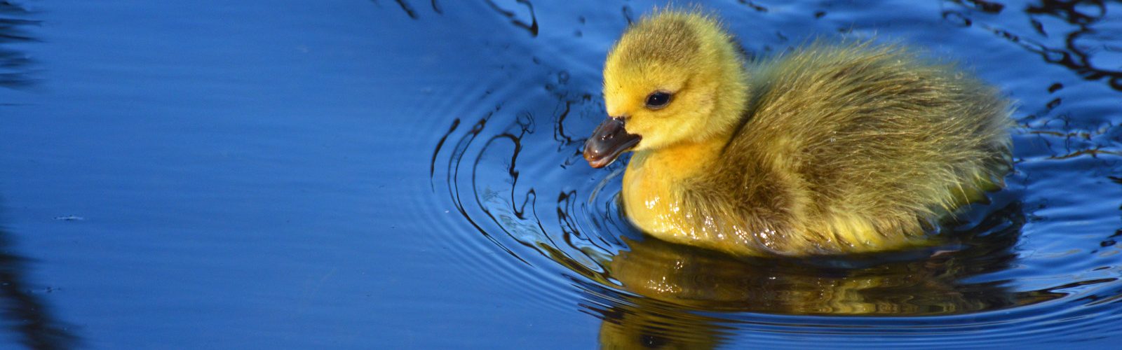 A wee spring gosling on a pond in Edinburgh